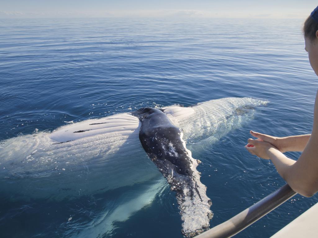 Whale Watching K`gari Fraser Island 2024