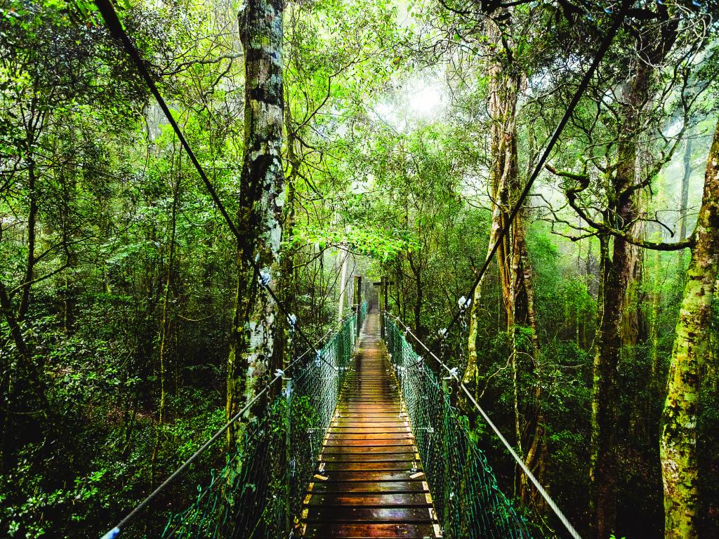 Gold Coast Rainforest Escape Sale
