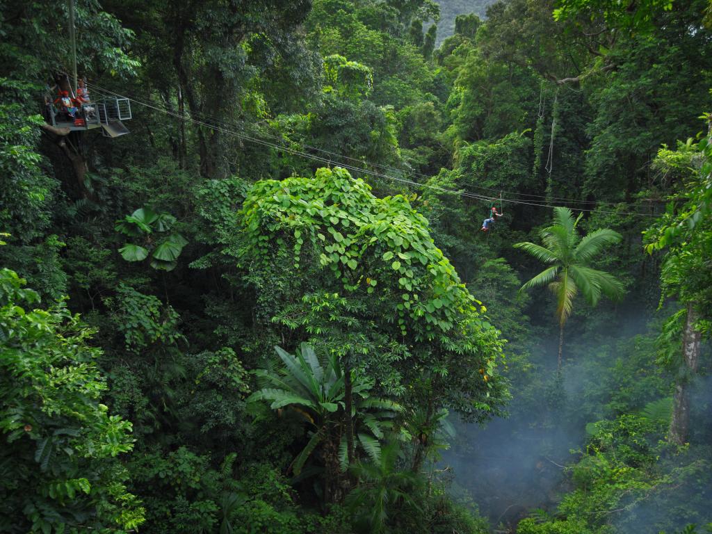 Jungle Surfing Canopy Tours Jungle Ziplining in the Daintree