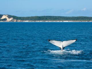 Whale Watching - Fraser Island
