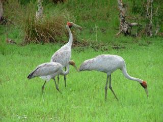 Brolgas - Airlie Beach Wildlife