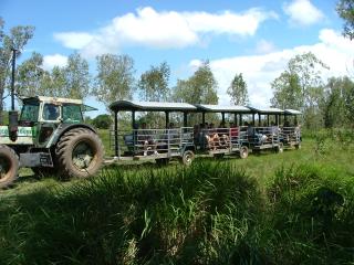 Wildlife Safari Wagons