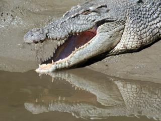 Rastas the Crocodile