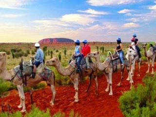 Camel Tour at Uluru, Ayers Rock