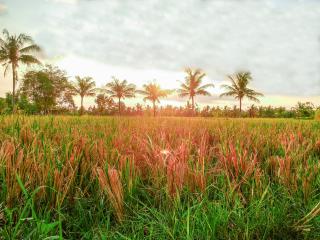 Rice Field