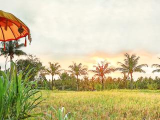 Temple & Rice Field