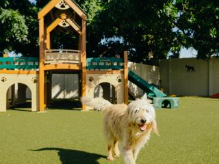 Pets Playground