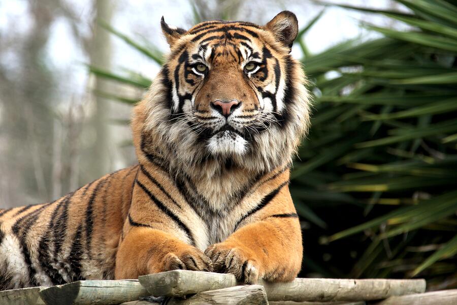 Generic Stock Images - Tiger in Zoo