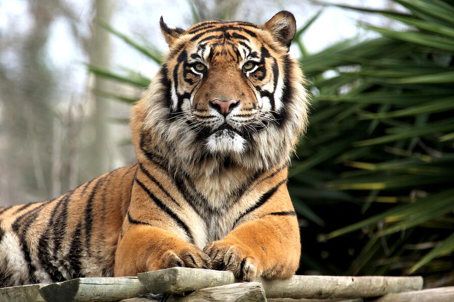 Tiger in Zoo