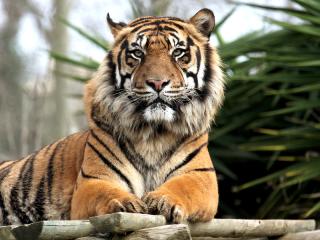 Generic Stock Images - Tiger in Zoo