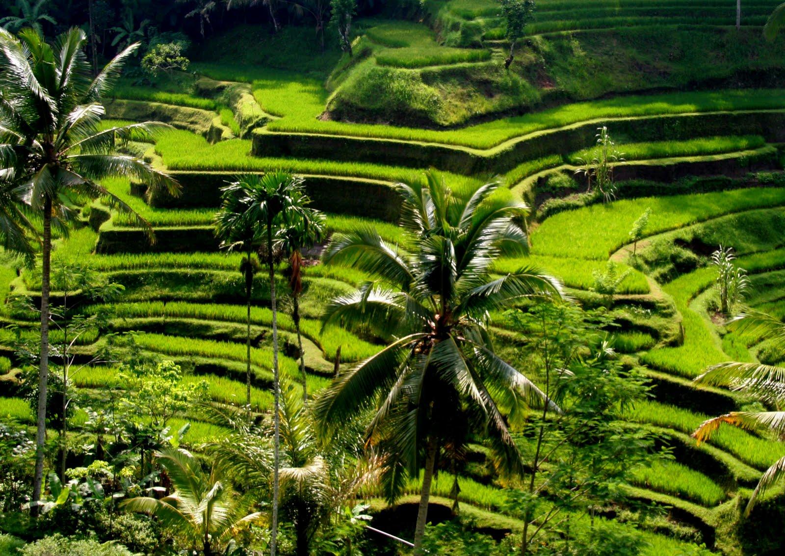 Rice Terrace in Ubud