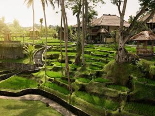 Rice Fields