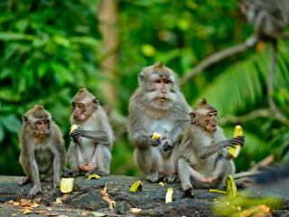 Ubud Town & Rice Terrace Tour