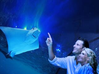 Aquarium by Twilight