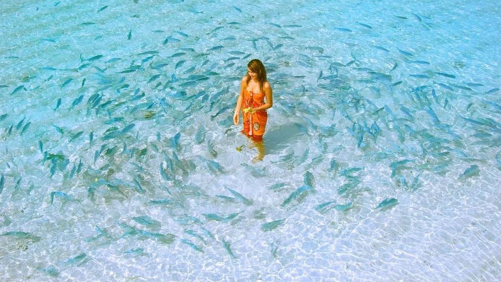 Fish Feeding