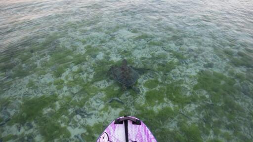 Marine Life on the Lagoon
