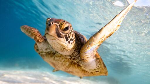 Sea Turtle