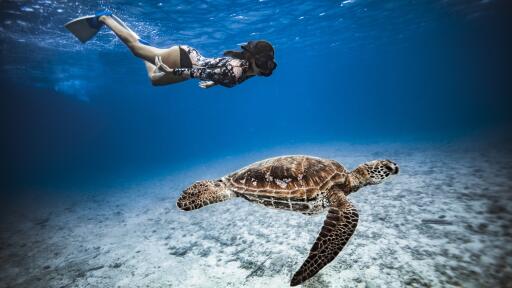 Up close with local marine life