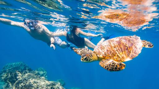 Sea Scooter Turtle Tour