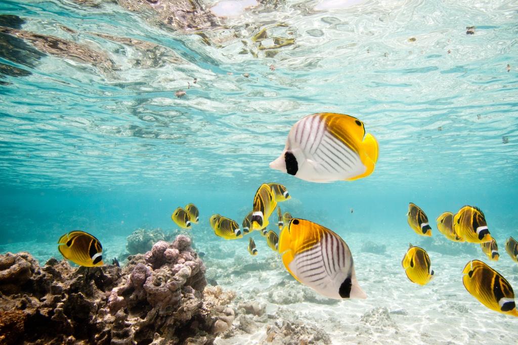Aitutaki Day Tour Cook Islands Aitutaki Day Tour Cook Islands