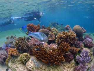 Living Reef