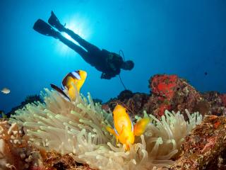 Diving Rainbow Reef