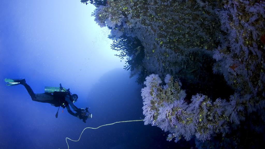 Diving White Wall