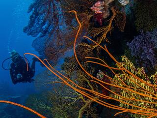 Great Astrolabe Reef