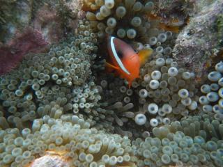 Tivua island Cruise - Reef