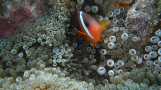 Tivua island Cruise - Reef