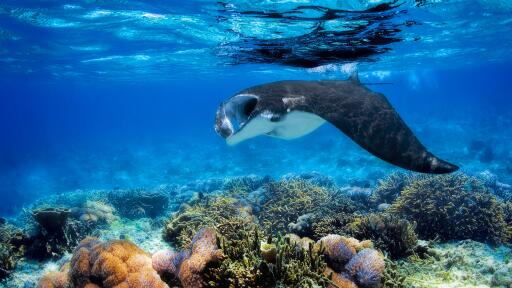 Manta Ray