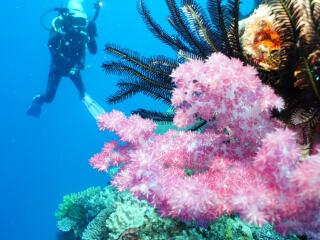 Yasawa Scuba Diving