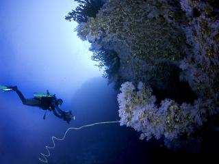 Fiji Diving