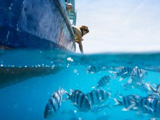 Fish Feeding