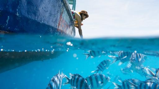 Sea life