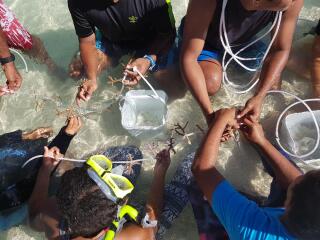 Coral Planting