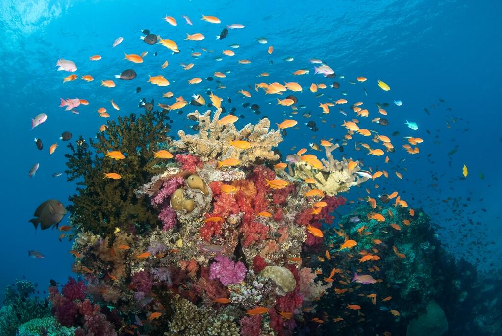 Diving Rainbow Reef