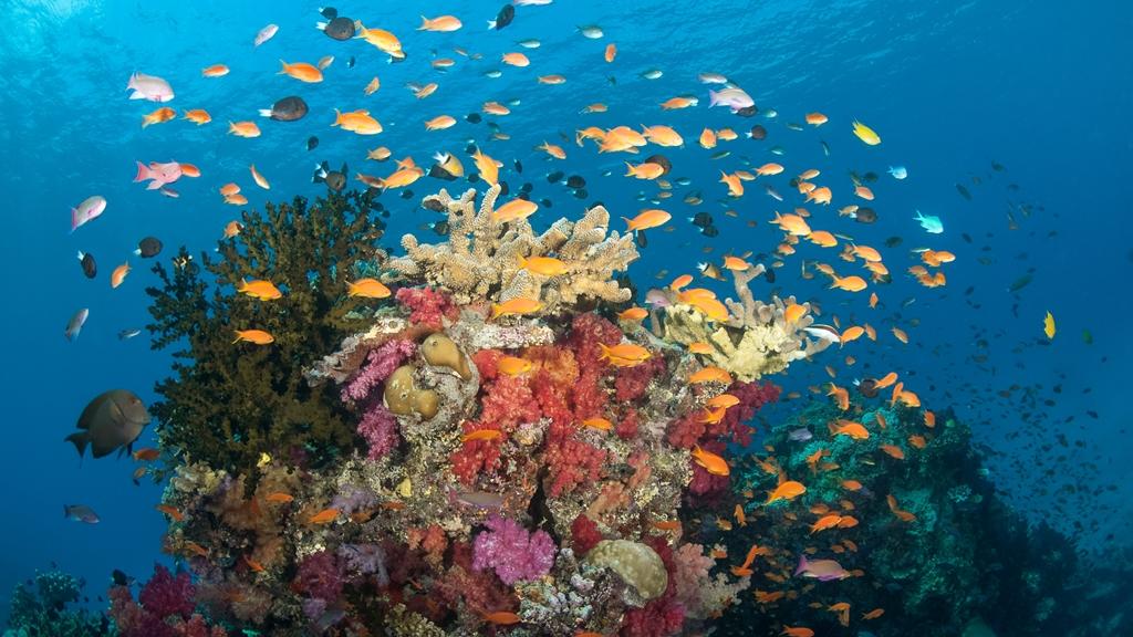 Diving Rainbow Reef