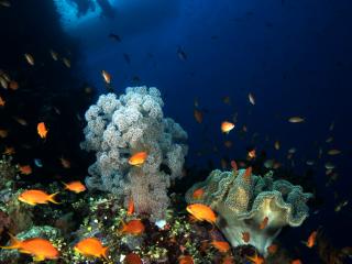 Fiji Diving