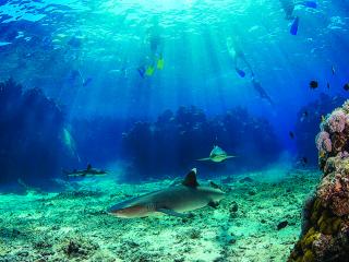 Barefoot Kuata Island Cruise - Shark Snorkel