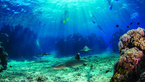 Barefoot Kuata Island Cruise - Shark Snorkel