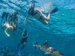 Barefoot Kuata Island Cruise - - Shark Snorkel