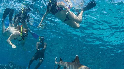 Barefoot Kuata Island Cruise - - Shark Snorkel