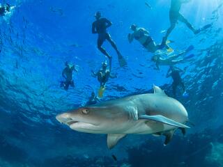 Snorkelling with Sharks