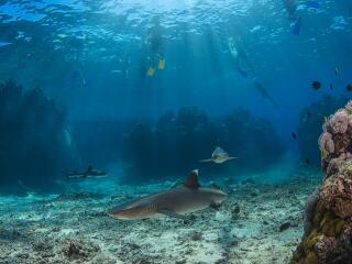 Snorkelling with Sharks