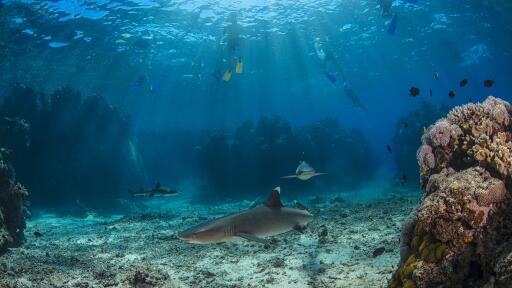 Snorkelling with Sharks