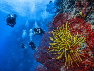 Diving