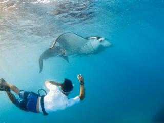 Manta Ray