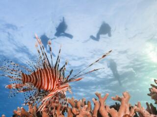 Snorkelling
