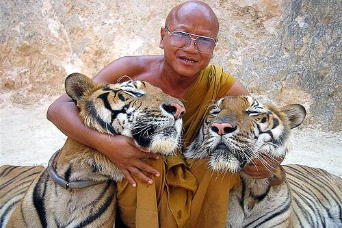 Tiger Temple Thailand
